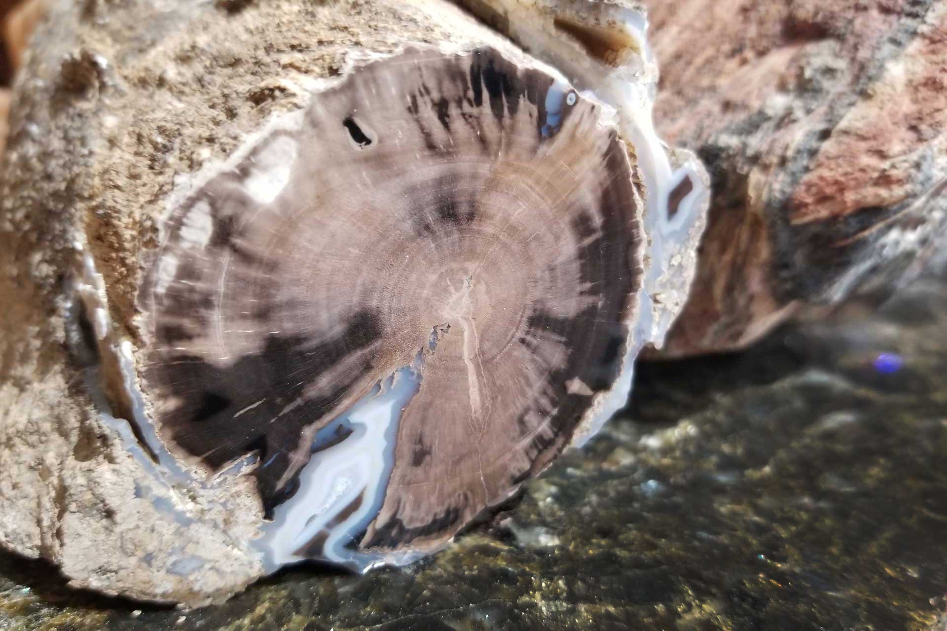 ftgu_23-01-06_bd_shop-pics_072